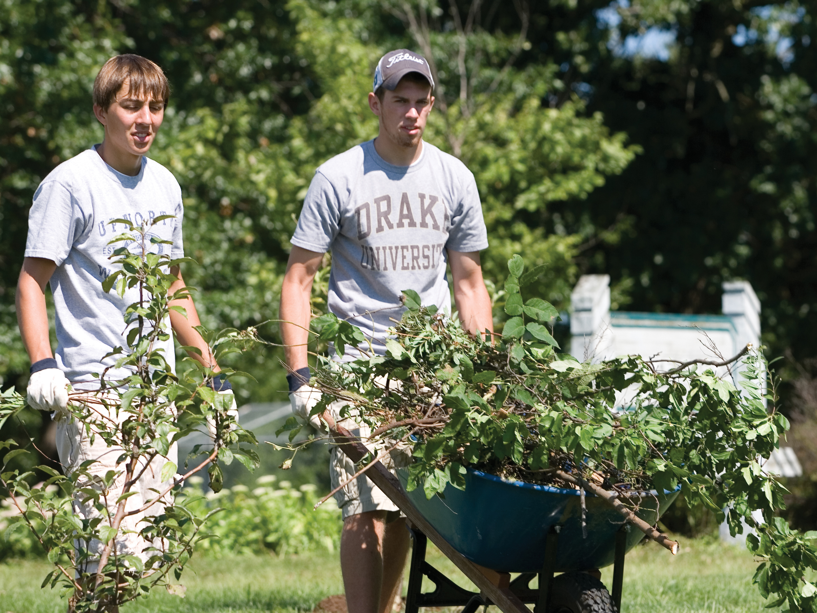 During a community improvement project, Drake students move piles of branches by hand or with a wheelbarrow