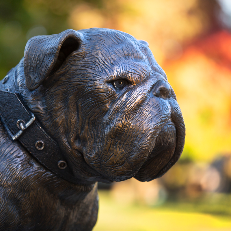 A metal bulldog statue on campus