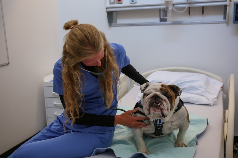 A student wearing scrubs listens to the heartbeat of the Drake bulldog in an exam room
