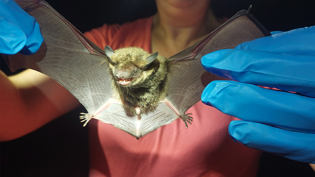 Woman in a pink shirt and blue gloves, holding a bat at night with a flashlight shining on it.