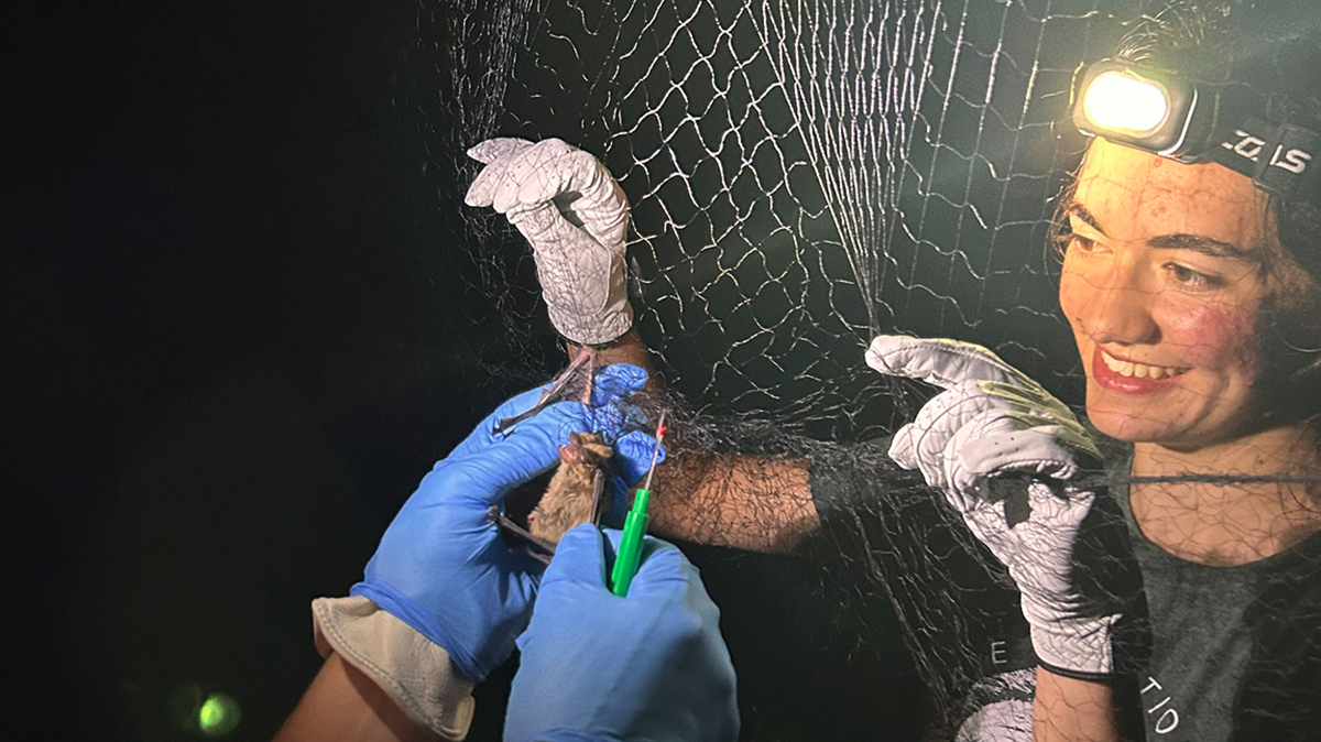 DarlingCorps student Macy Gardner wearing a lighted headband and holding a net while an individual wearing blue gloves works to free a bat who has become trapped in it, in Quapaw Nation.