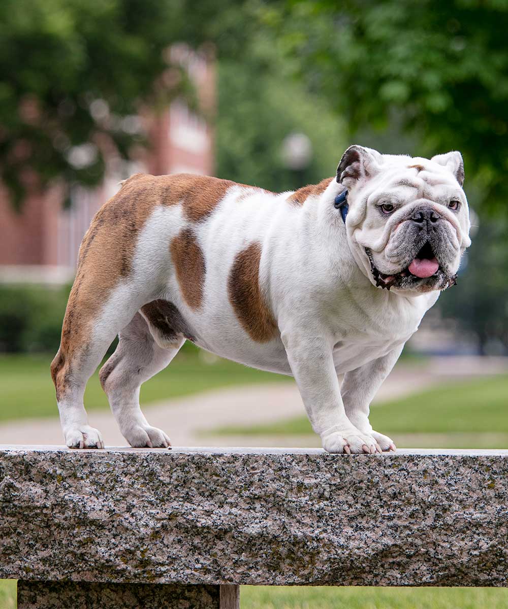 Griff (the OG) standing on top of a concrete bench on campus.