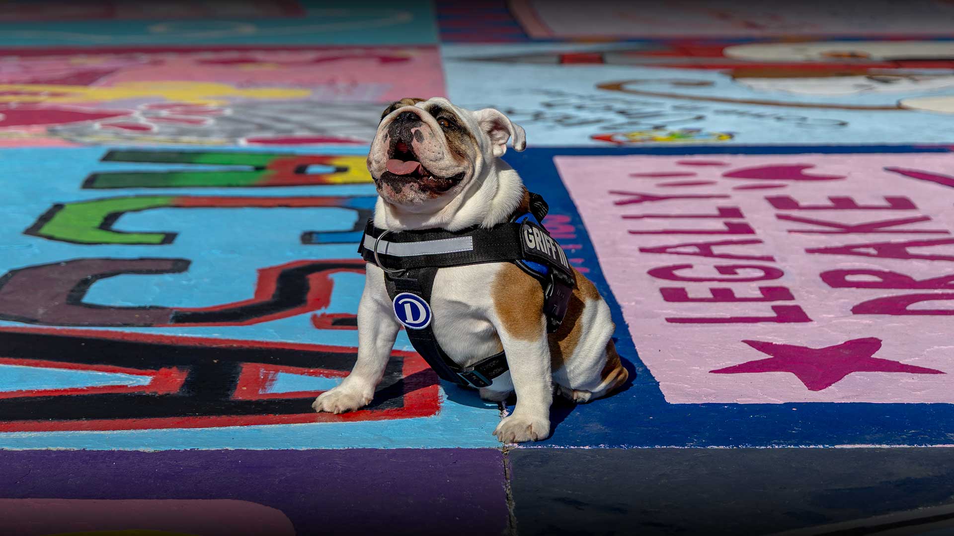 Gus, Griff III, sitting on painted street.