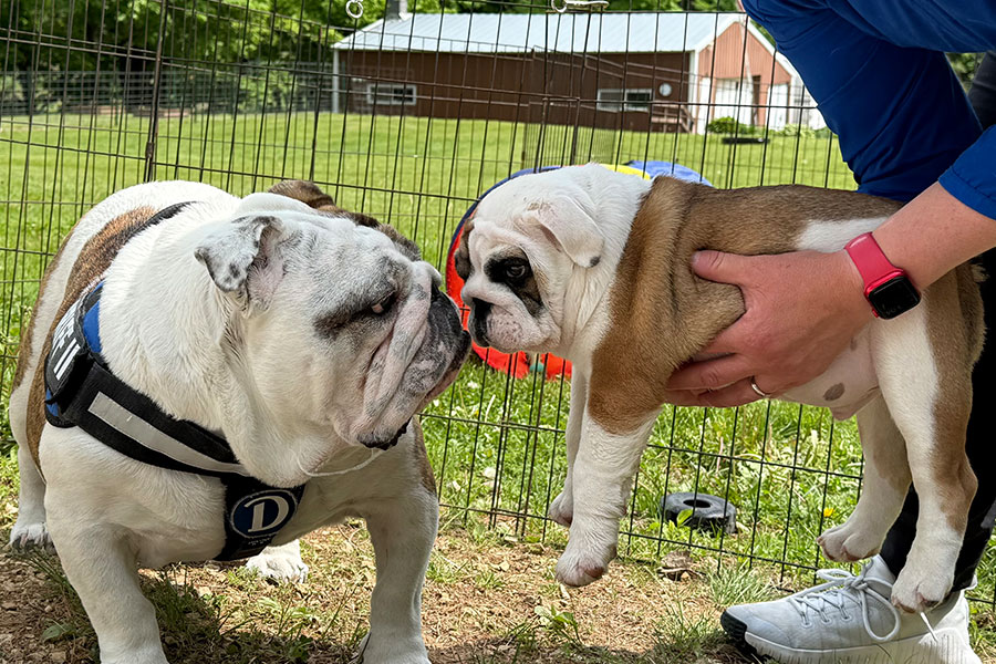 George meeting Gus as a puppy