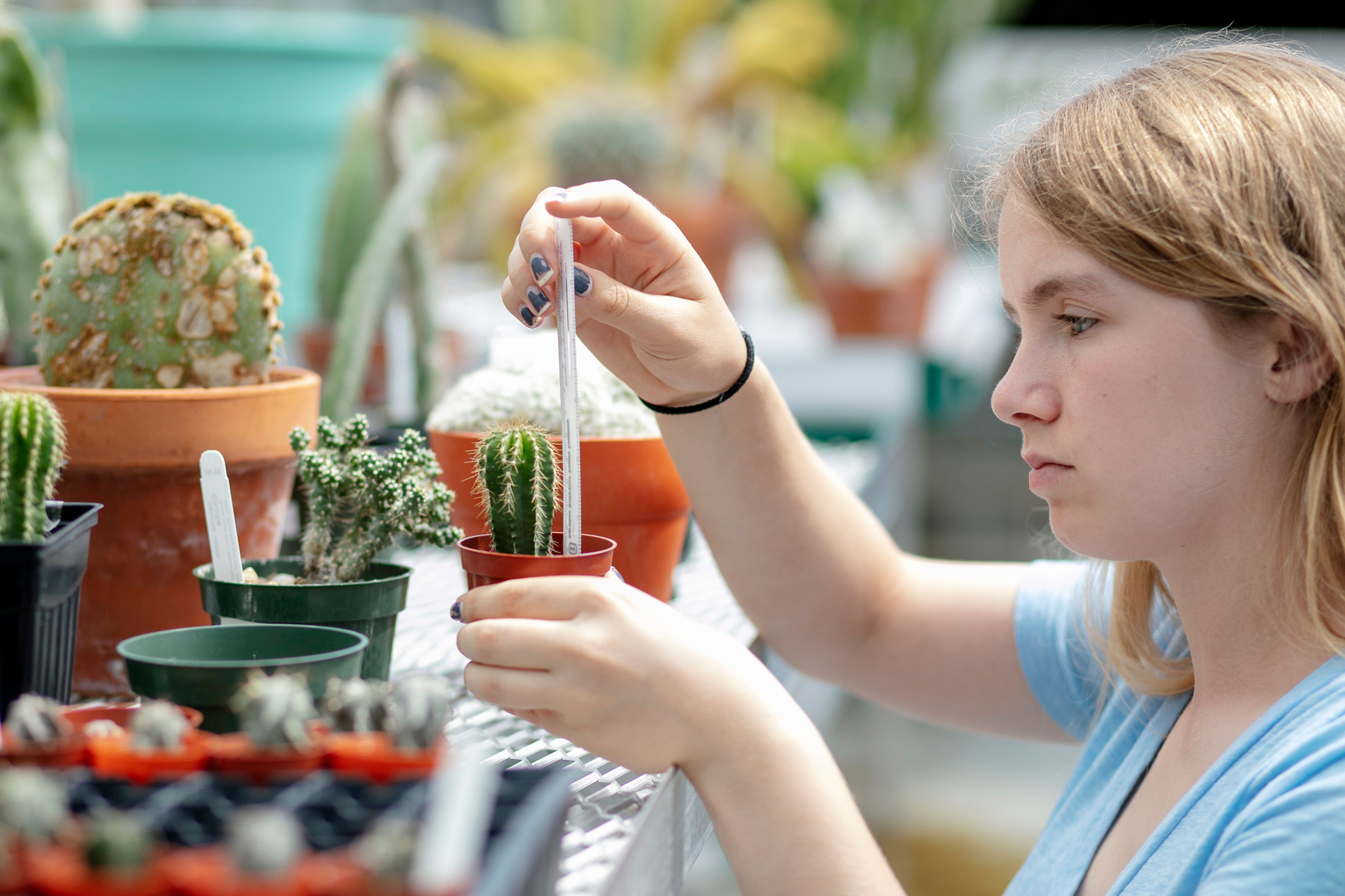 A student observes a small potted cactus plant in a greenhouse