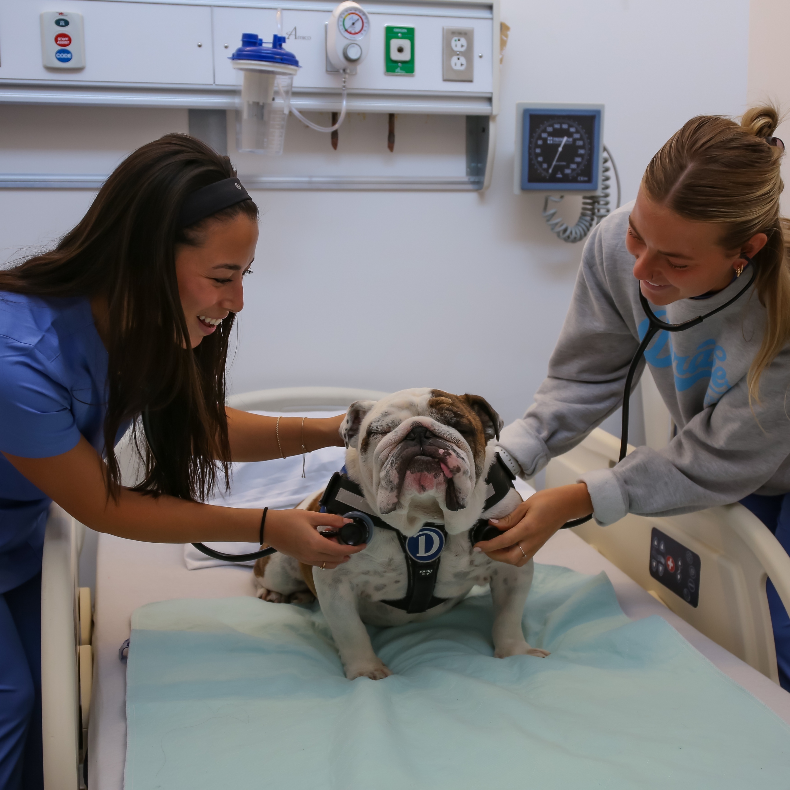 Two Drake ABSN students take campus bulldog Griff's vitals in a simulation lab