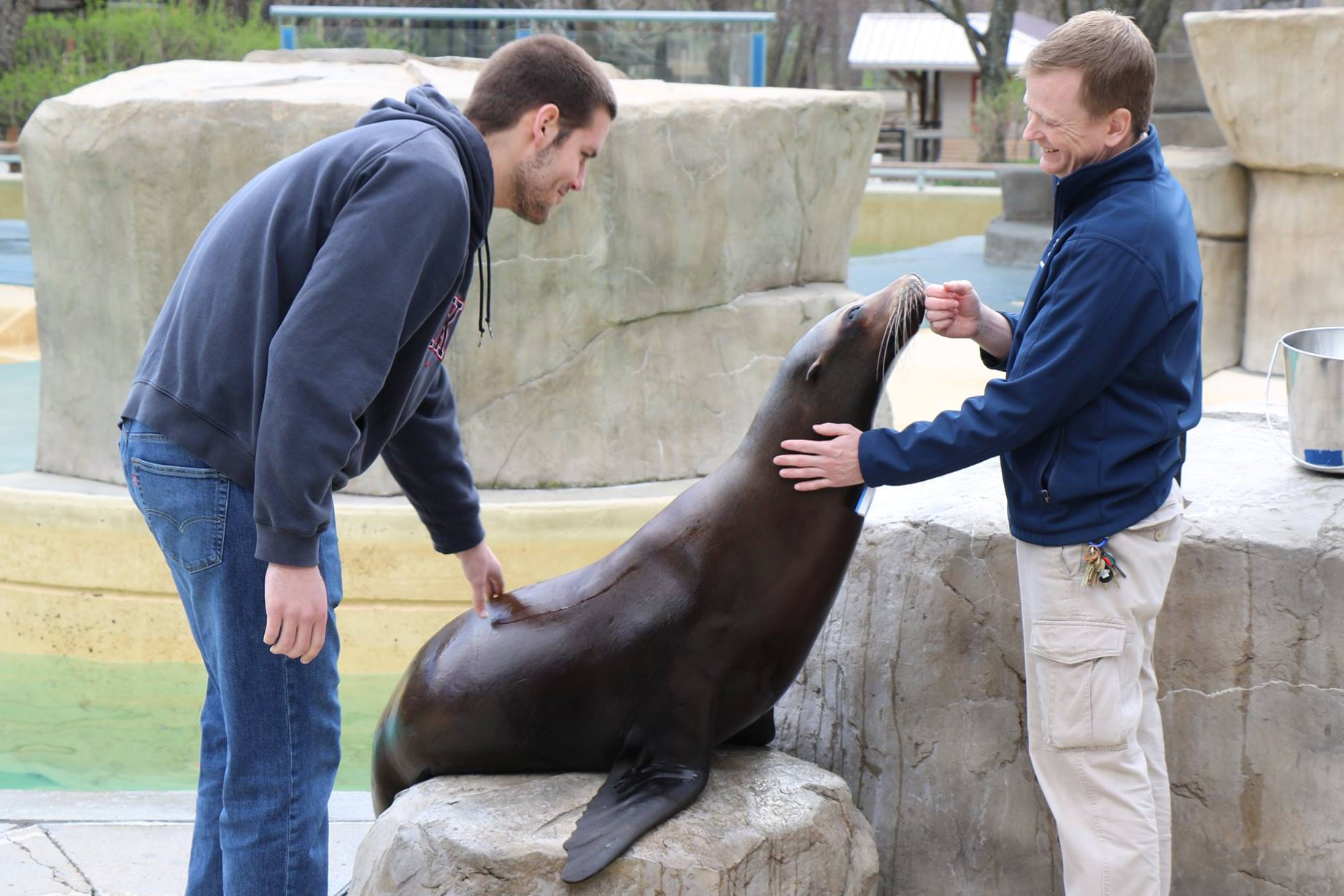 A student from Drake's Comparative Animal Behavior Concentration and a zoo employee interact with a seal in a setting featuring man made rocks