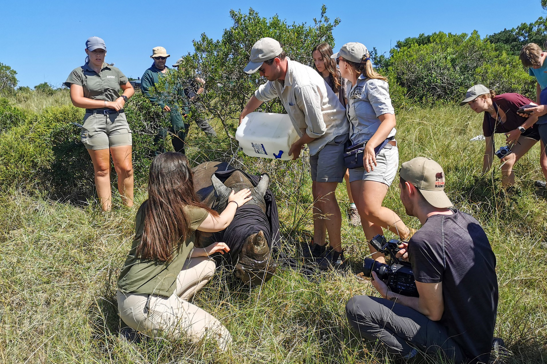 A group of students and faculty from Drake's Comparative Animal Behavior Concentration assist a rhino in a grassland environment