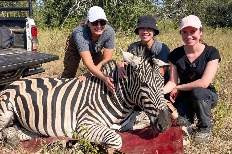 Students taking Drake's Comparative Animal Behavior Concentration pet a sitting zebra outdoors in a grassland environment