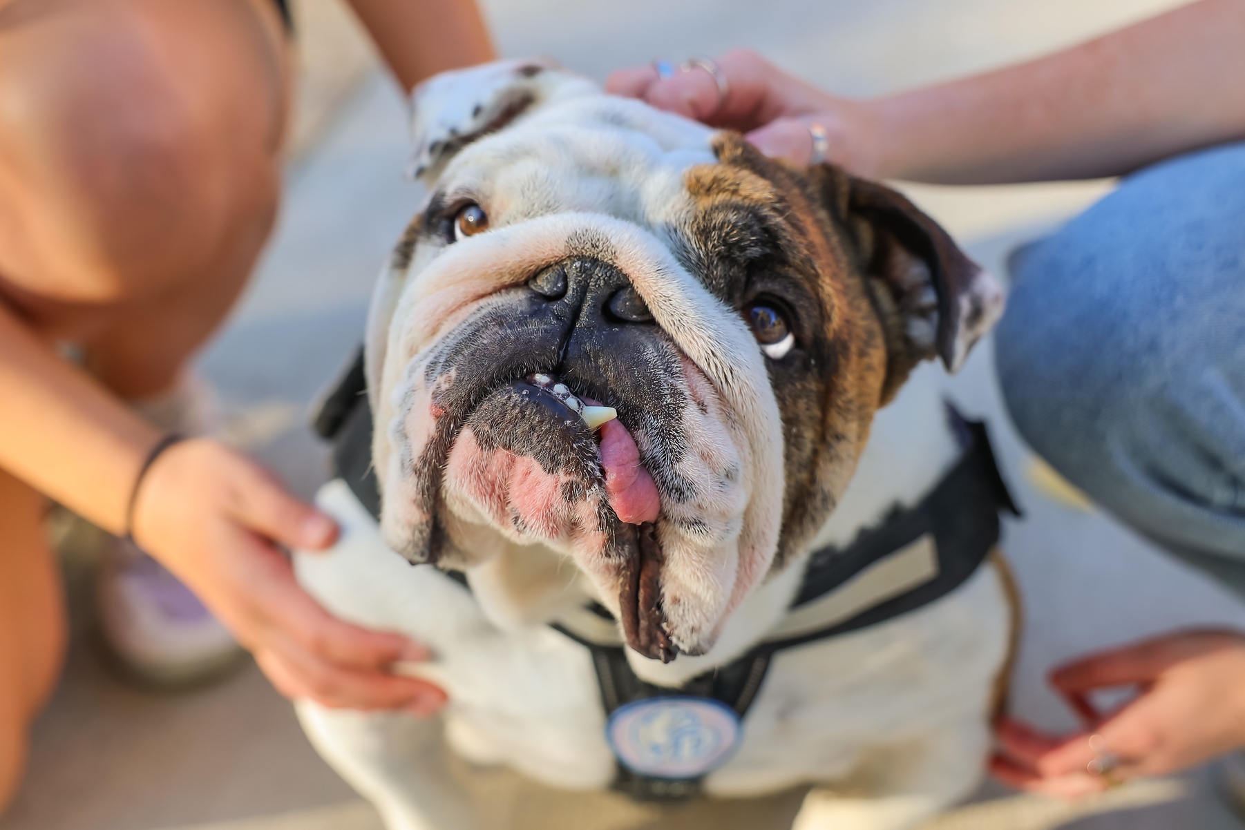Drake University students pet Griff II, the school mascot