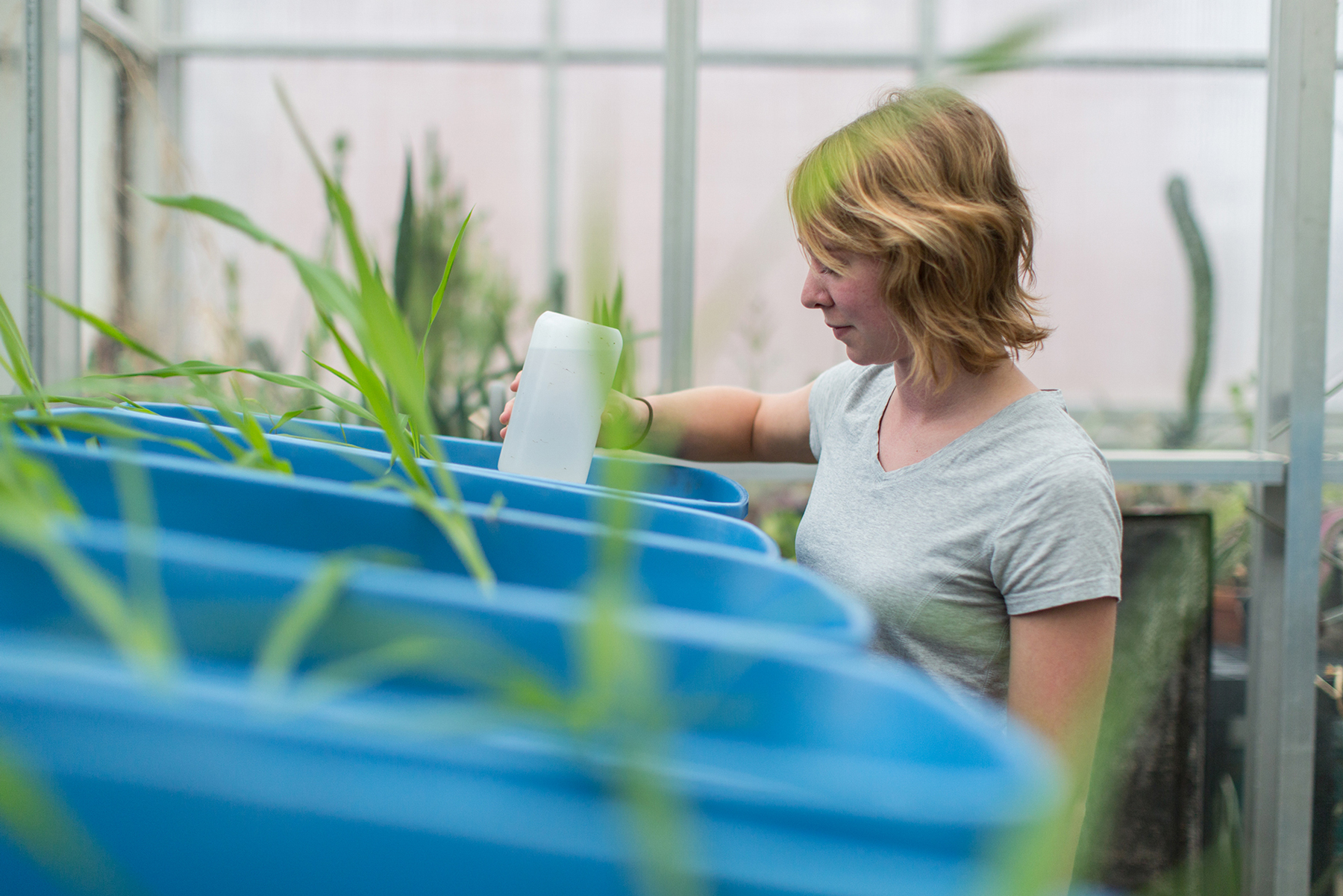 Working in a greenhouse, a Drake Environmental Science student waters plants kept in blue plastic containers