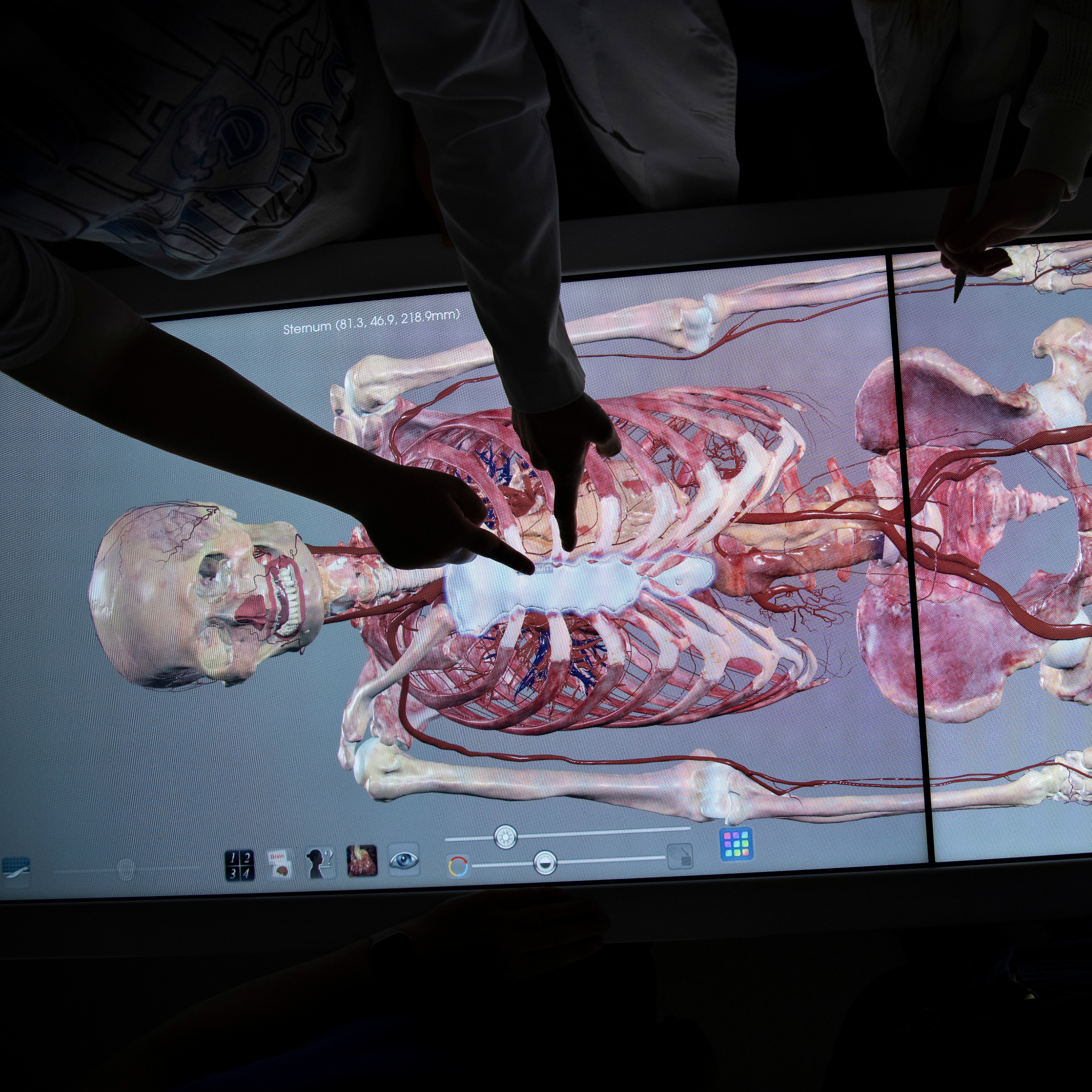 Drake Pre-Athletic Training students explore the human body's systems through a lit anatomy table