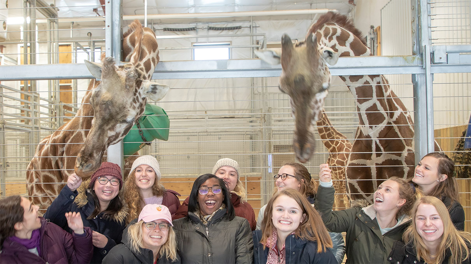 A group of Drake Zoo and Conservation Science students poses near giraffes as a zoo