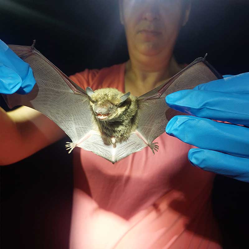 Woman in a pink shirt and blue gloves, holding a bat at night with a flashlight shining on it.