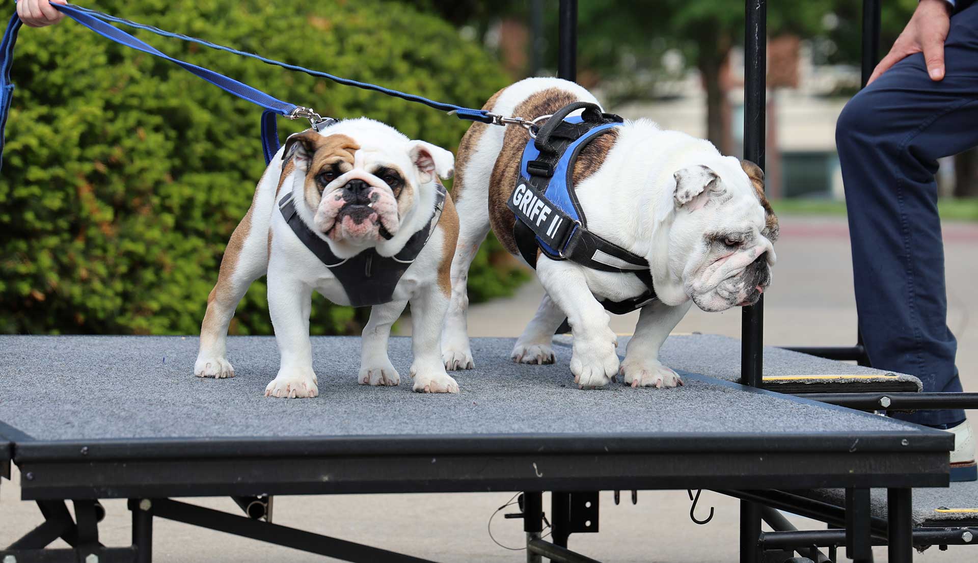 Griff III and Griff II on stage at the passing of the harness ceremony.